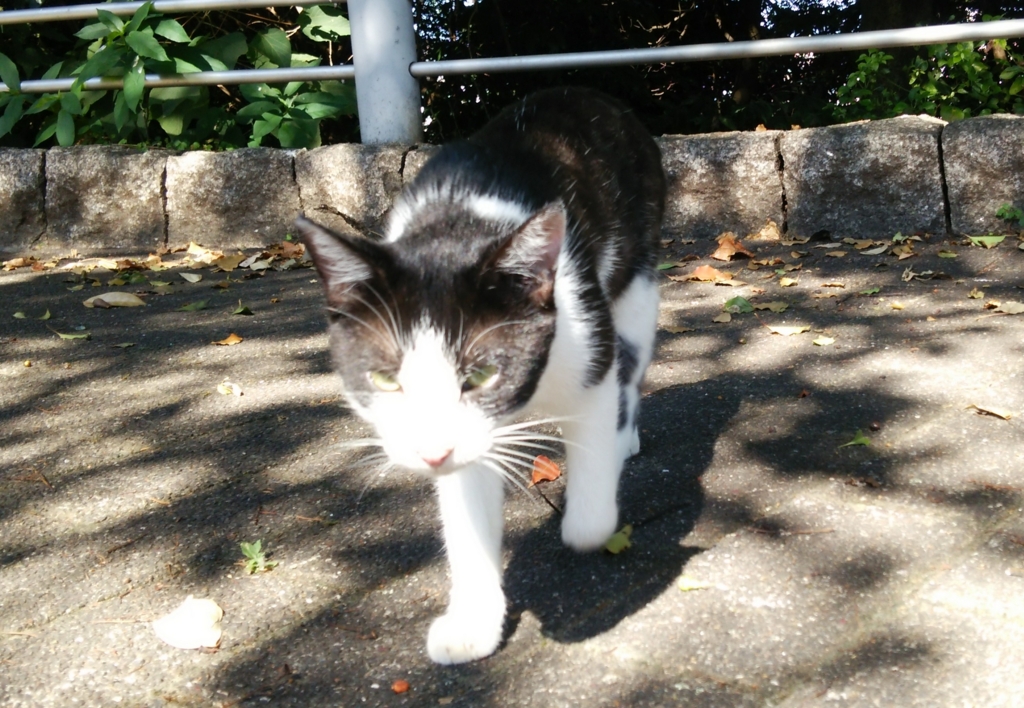 f:id:tarojiroko:20160823090406j:plain
