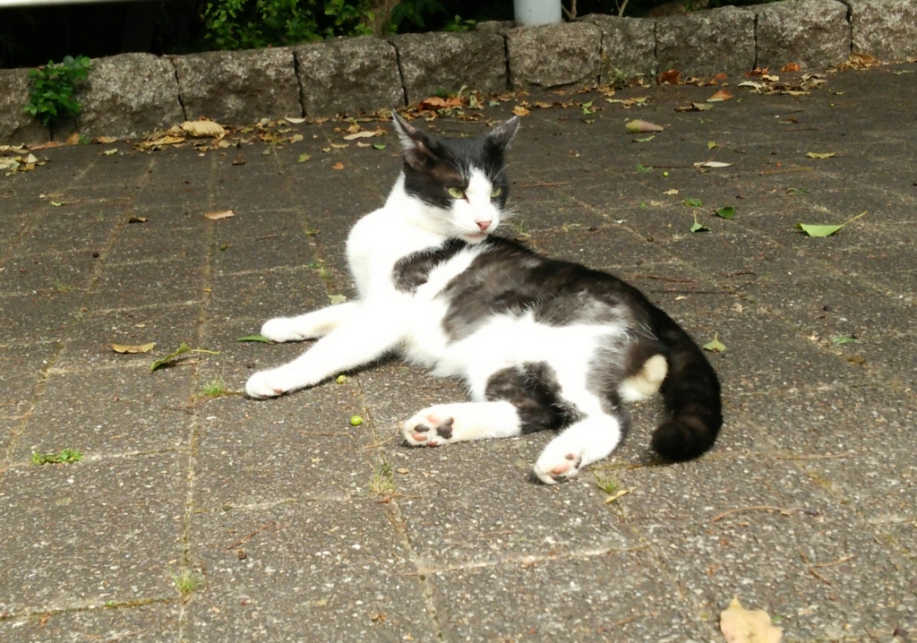 f:id:tarojiroko:20160824092915j:plain f:id:tarojiroko:20160824092915j:plain