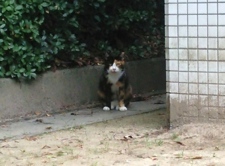 f:id:tarojiroko:20160904095415j:plain