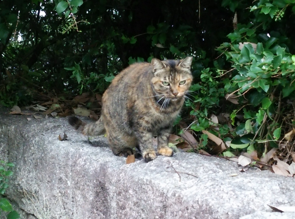 f:id:tarojiroko:20160904100850j:plain