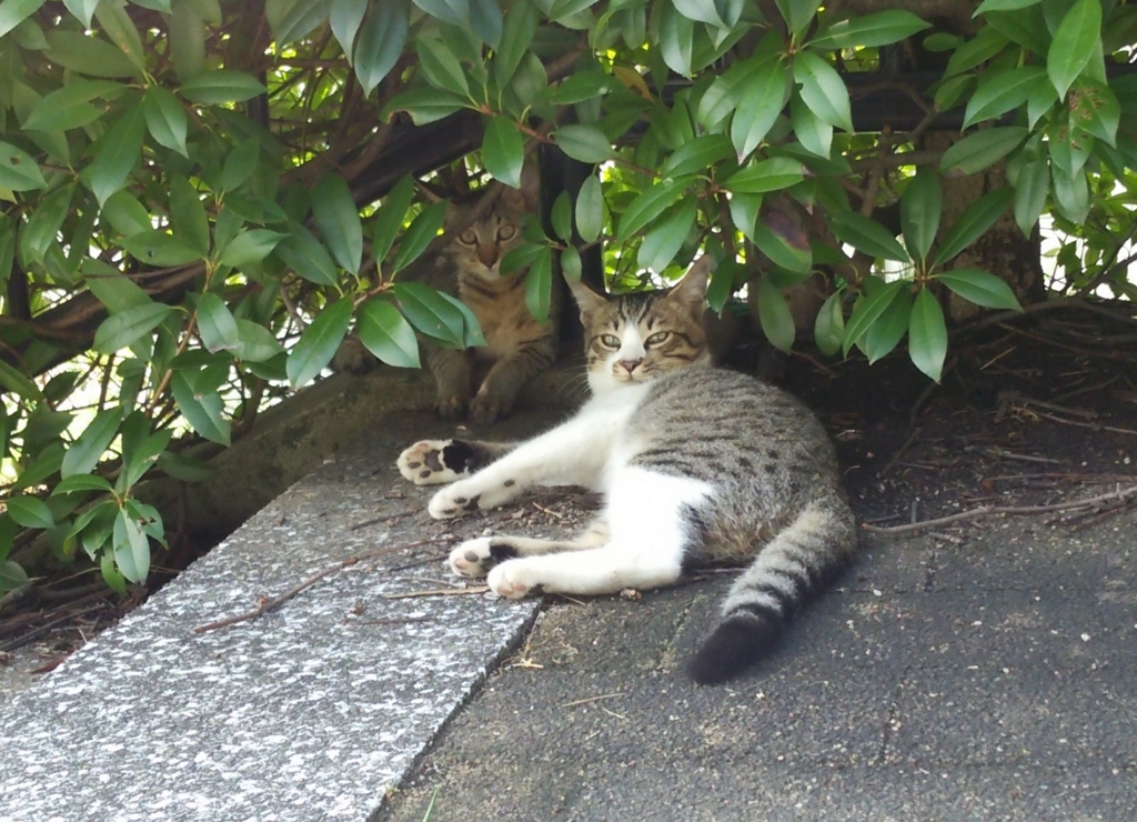 f:id:tarojiroko:20160906102336j:plain