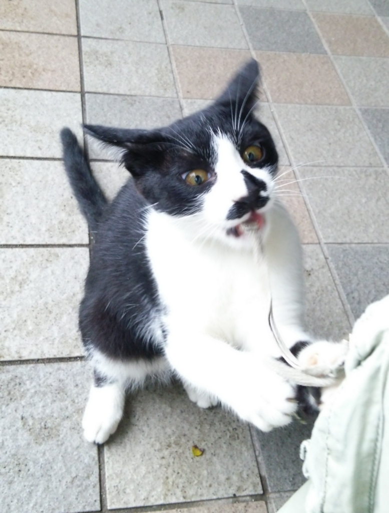 f:id:tarojiroko:20160920094918j:plain