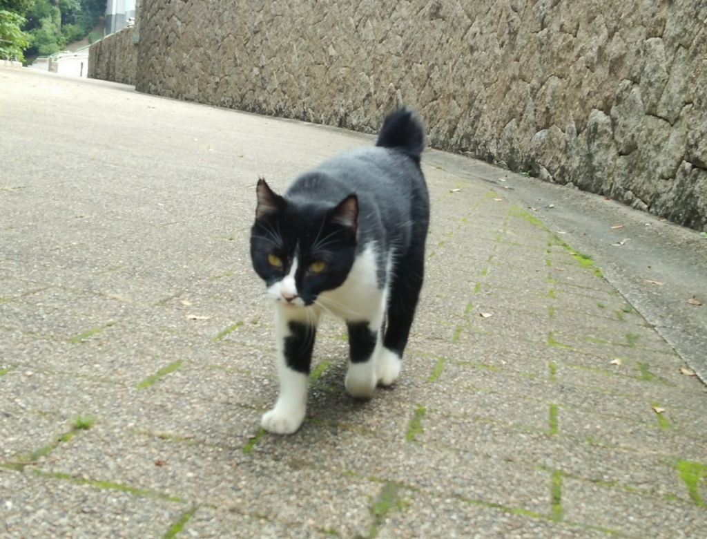 f:id:tarojiroko:20160925102231j:plain