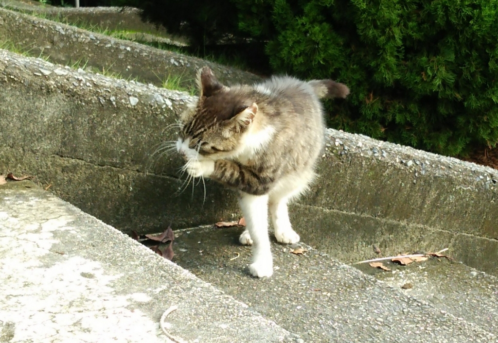 f:id:tarojiroko:20161002095807j:plain