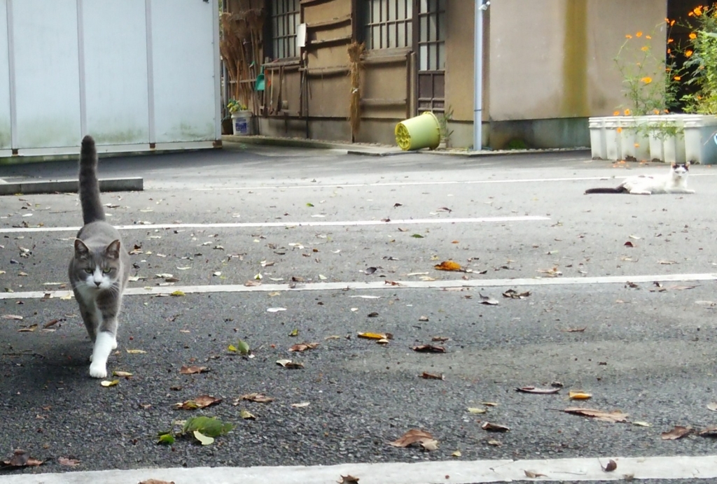 f:id:tarojiroko:20161002100014j:plain