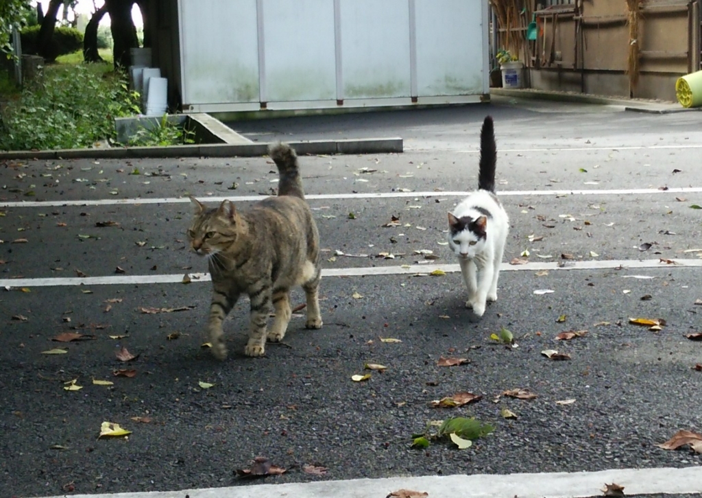 f:id:tarojiroko:20161002100035j:plain