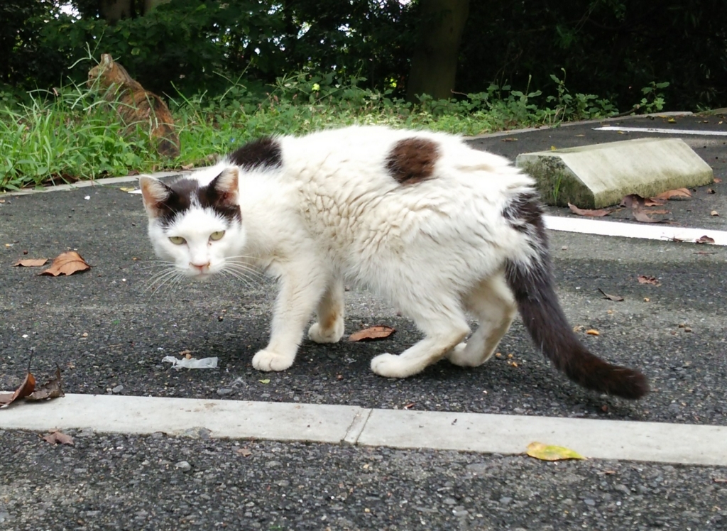 f:id:tarojiroko:20161002100826j:plain