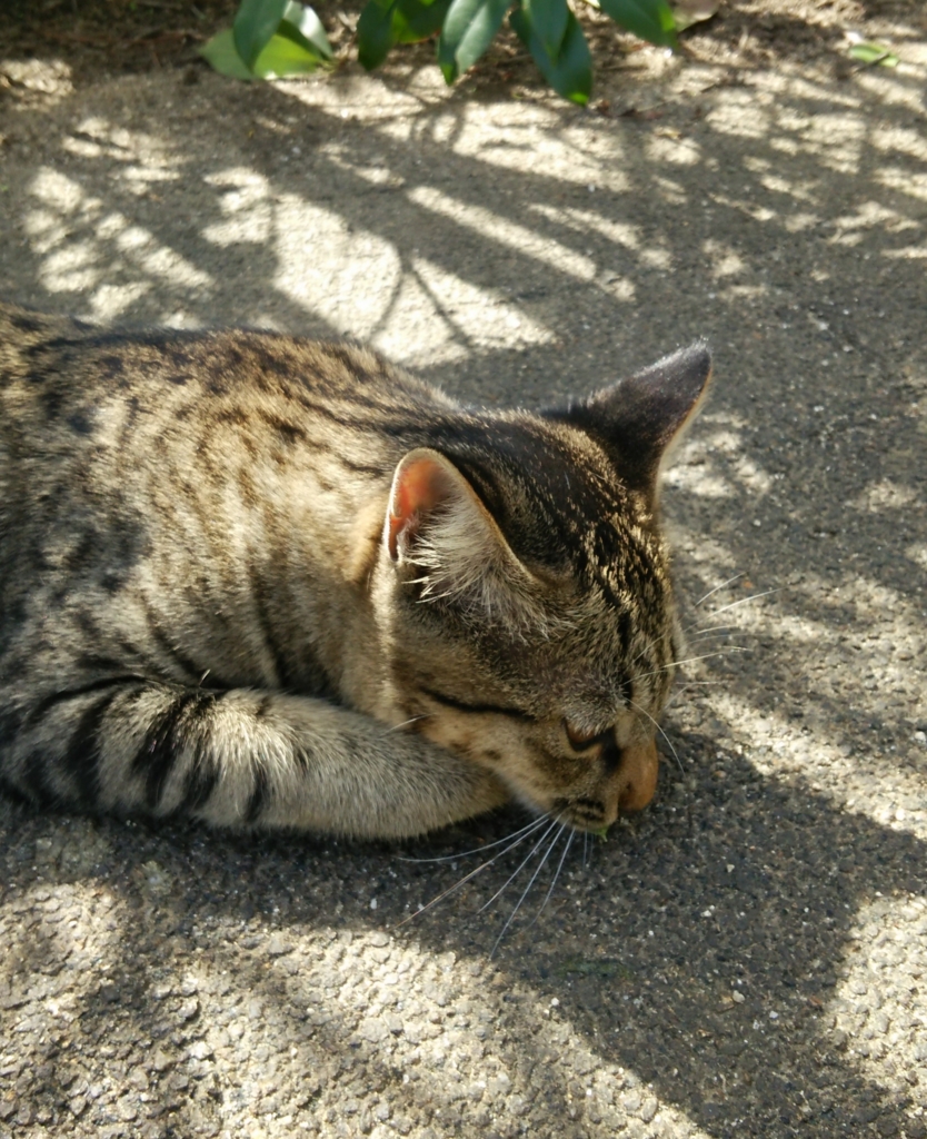f:id:tarojiroko:20161007102428j:plain