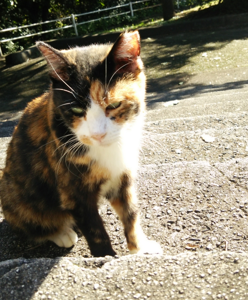 f:id:tarojiroko:20161015094024j:plain