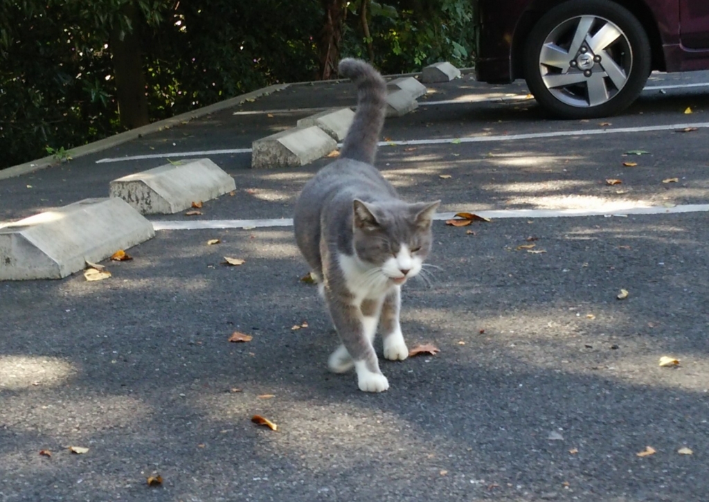 f:id:tarojiroko:20161015095049j:plain