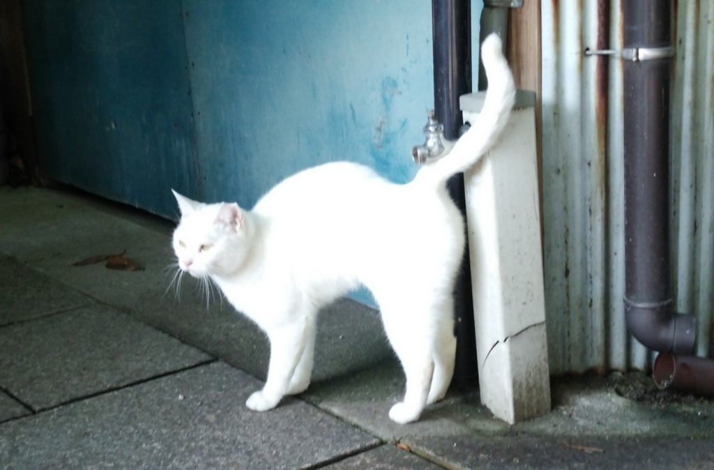 f:id:tarojiroko:20161018102841j:plain
