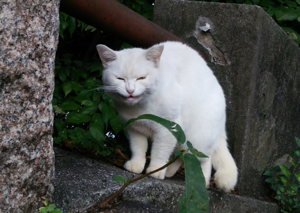 f:id:tarojiroko:20161021102228j:plain