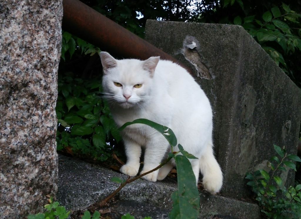 f:id:tarojiroko:20161021102233j:plain