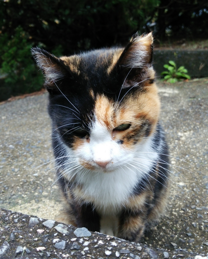 f:id:tarojiroko:20161023102259j:plain