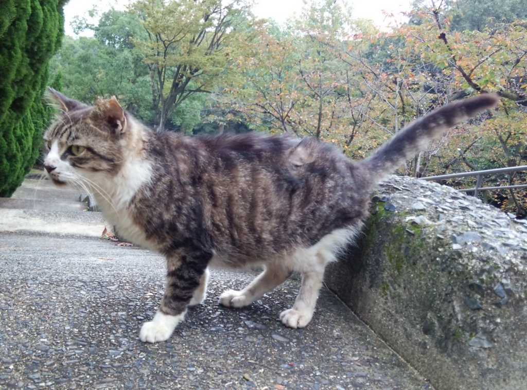 f:id:tarojiroko:20161026104825j:plain