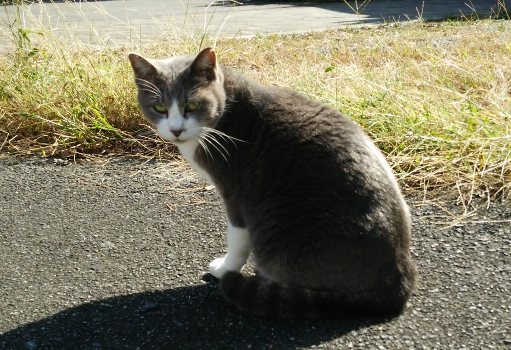 f:id:tarojiroko:20161027105243j:plain