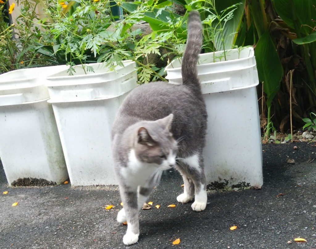 f:id:tarojiroko:20161029095323j:plain