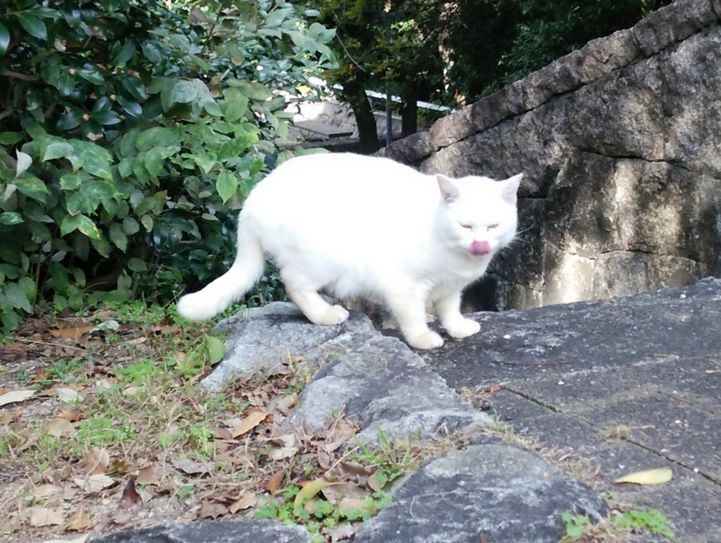 f:id:tarojiroko:20161109114128j:plain