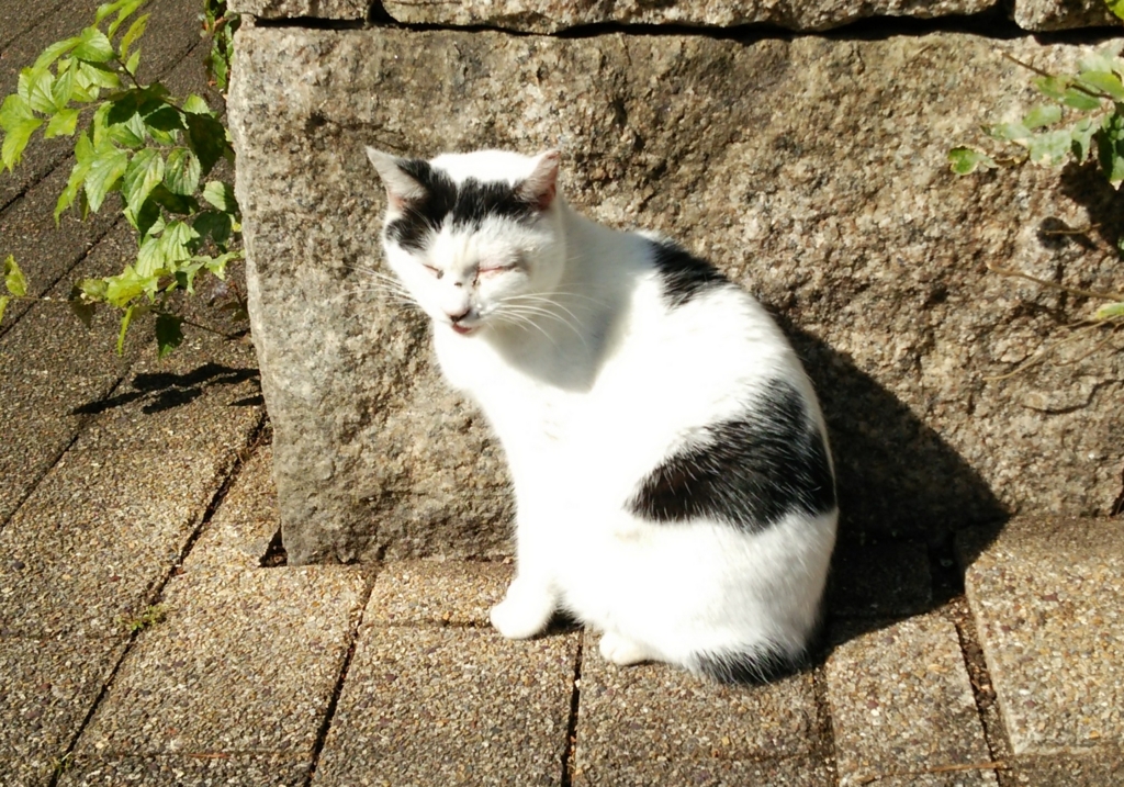 f:id:tarojiroko:20161111114819j:plain