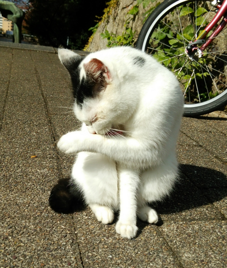 f:id:tarojiroko:20161111115923j:plain