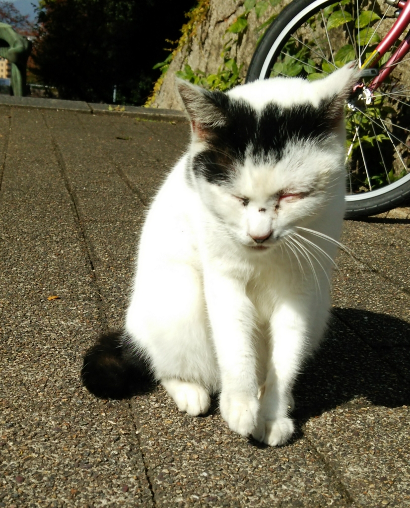 f:id:tarojiroko:20161111115934j:plain