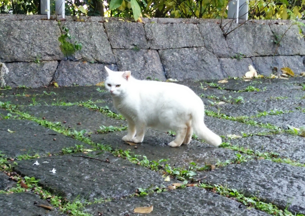 f:id:tarojiroko:20161205111301j:plain