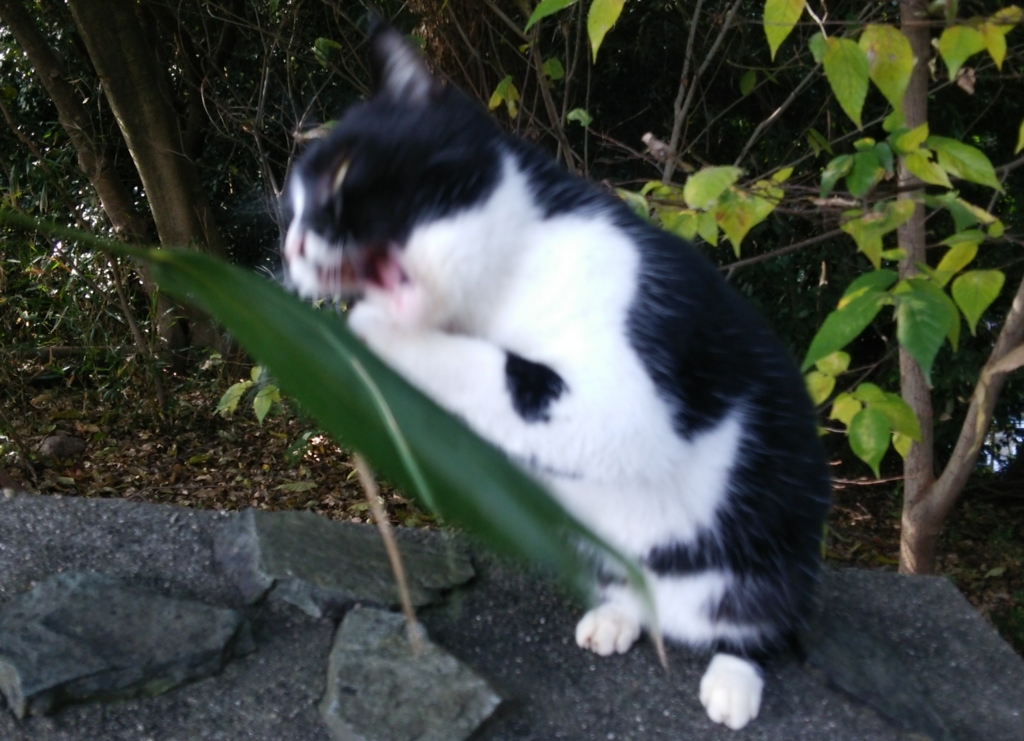 f:id:tarojiroko:20161208114318j:plain