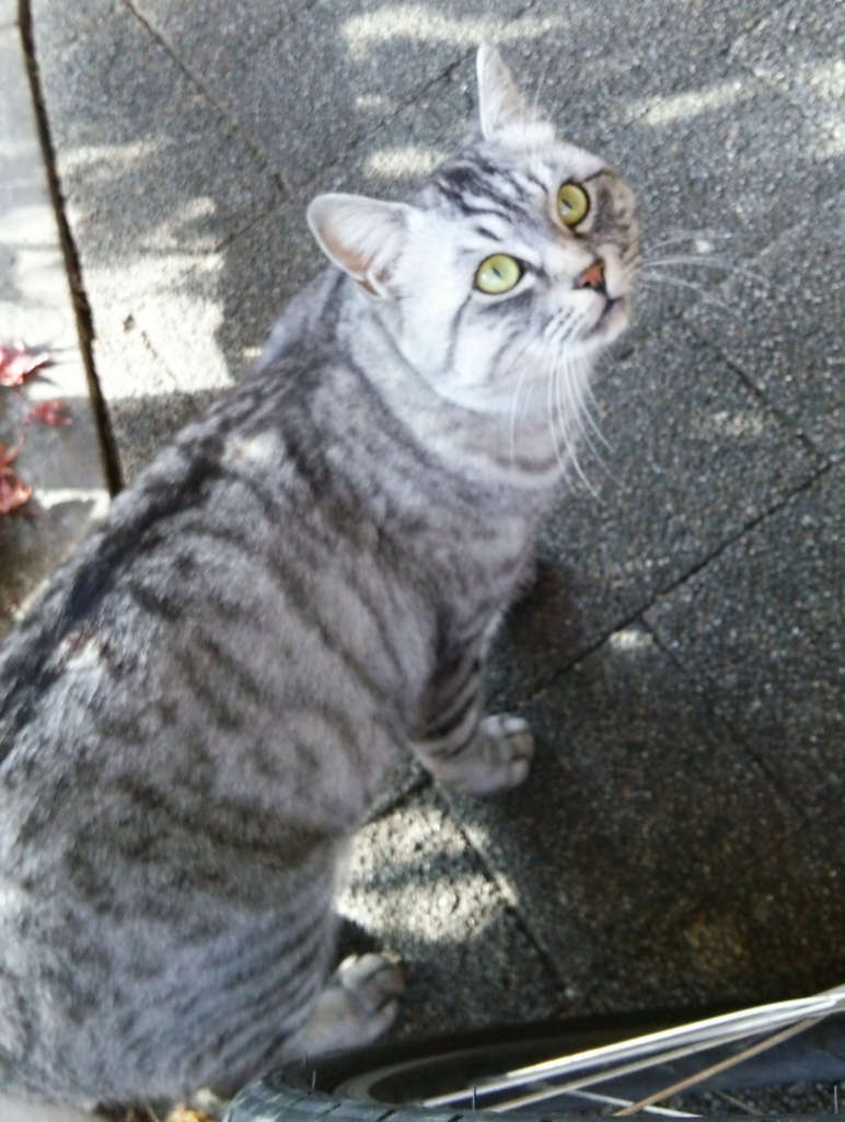 f:id:tarojiroko:20161210105234j:plain