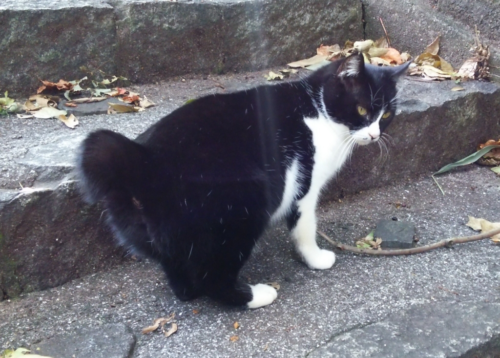 f:id:tarojiroko:20161210110750j:plain
