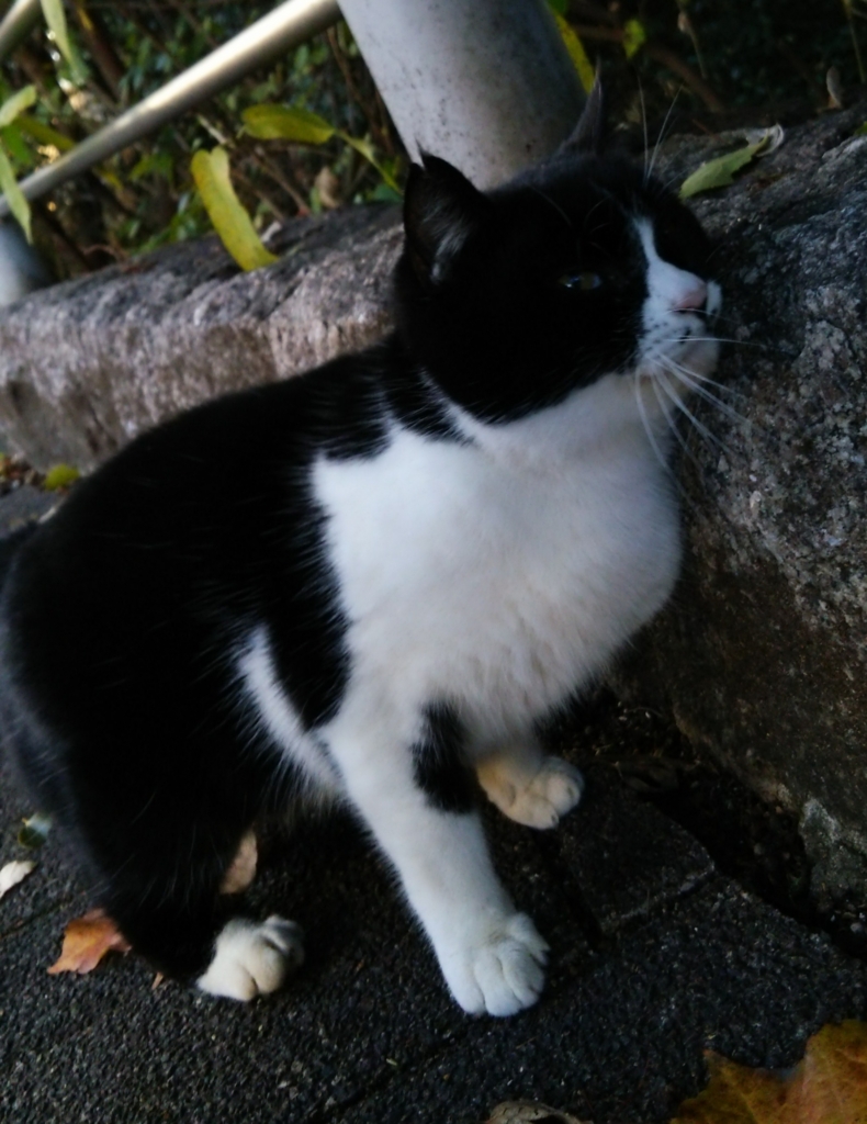 f:id:tarojiroko:20161214162156j:plain
