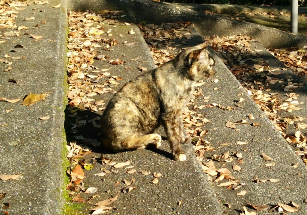 f:id:tarojiroko:20161218100754j:plain