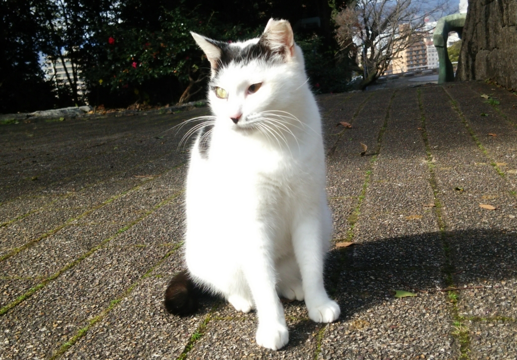 f:id:tarojiroko:20161224121319j:plain