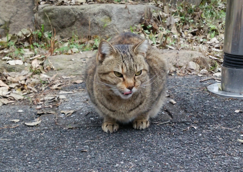f:id:tarojiroko:20161225100311j:plain