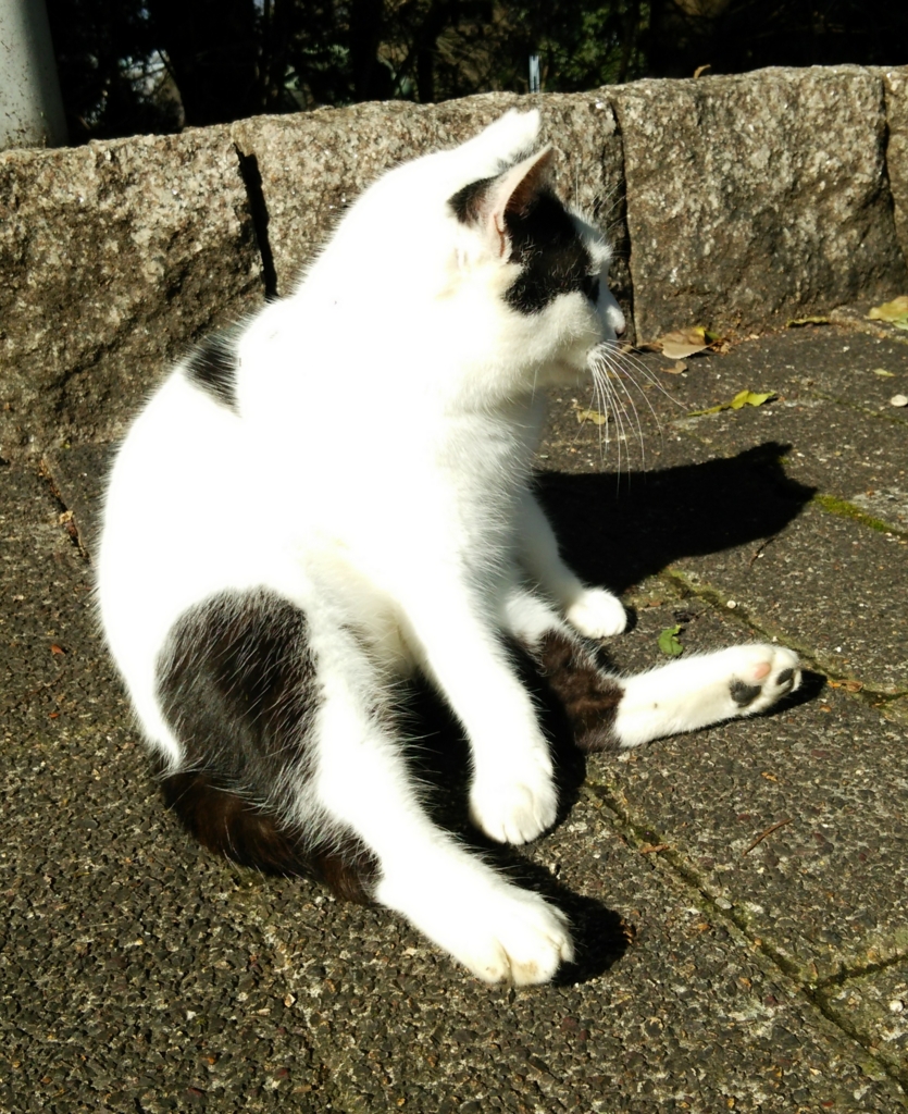 f:id:tarojiroko:20161231115944j:plain