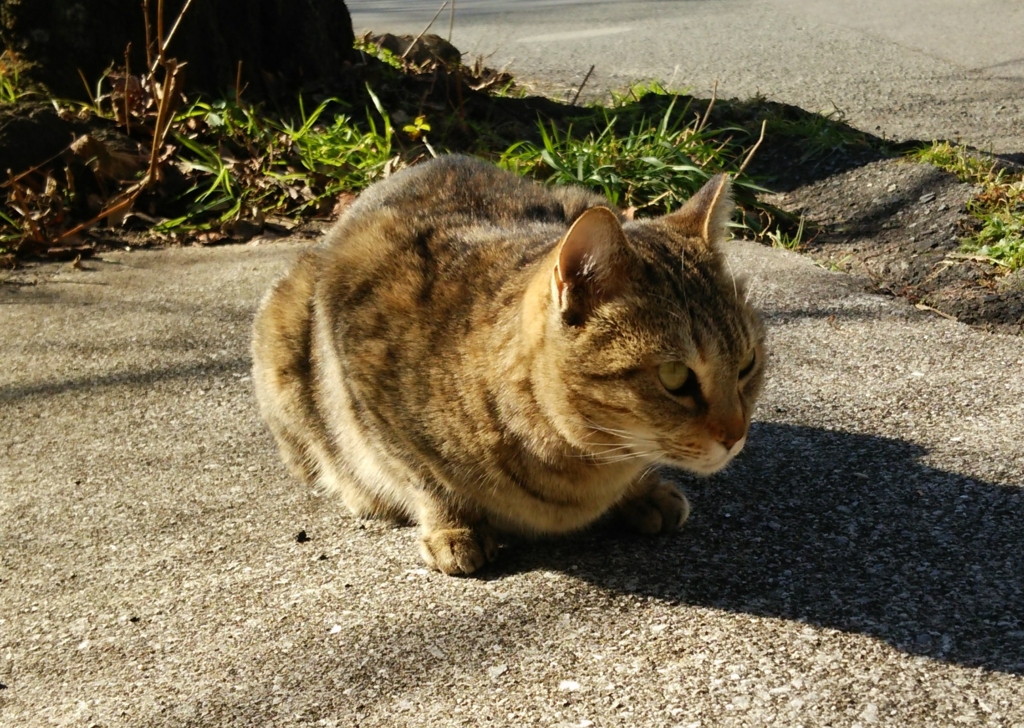 f:id:tarojiroko:20170106125815j:plain