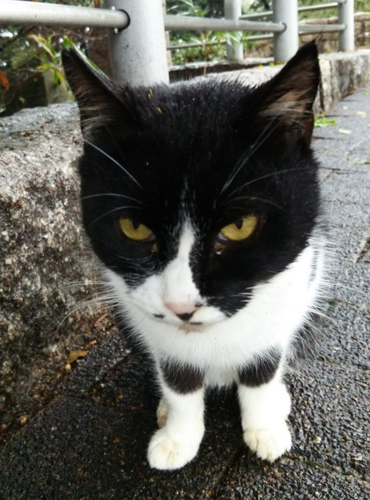 f:id:tarojiroko:20170108092343j:plain