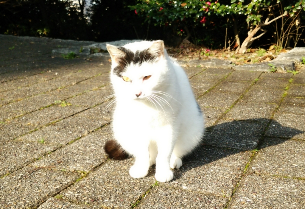 f:id:tarojiroko:20170110101046j:plain