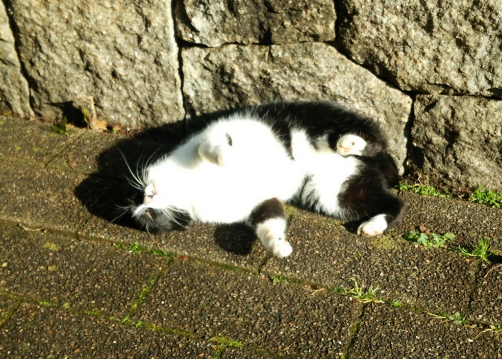 f:id:tarojiroko:20170117101408j:plain