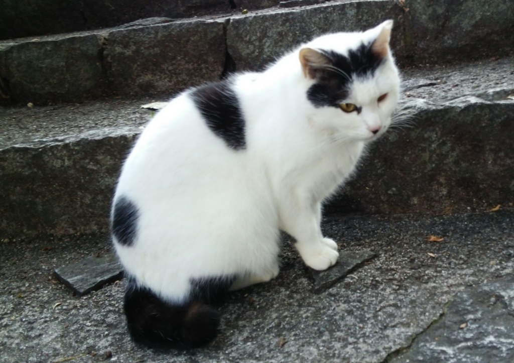 f:id:tarojiroko:20170124121346j:plain