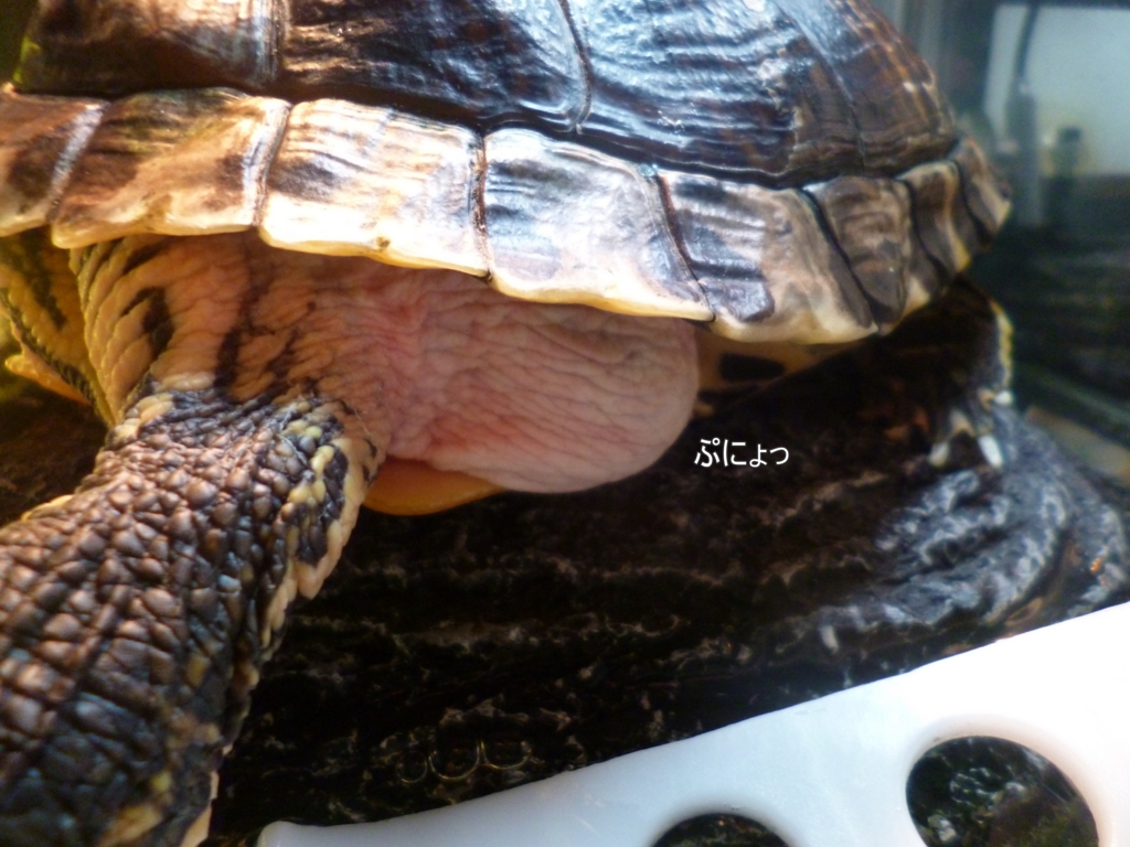 f:id:tarojiroko:20170131144650j:plain f:id:tarojiroko:20170131144650j:plain
