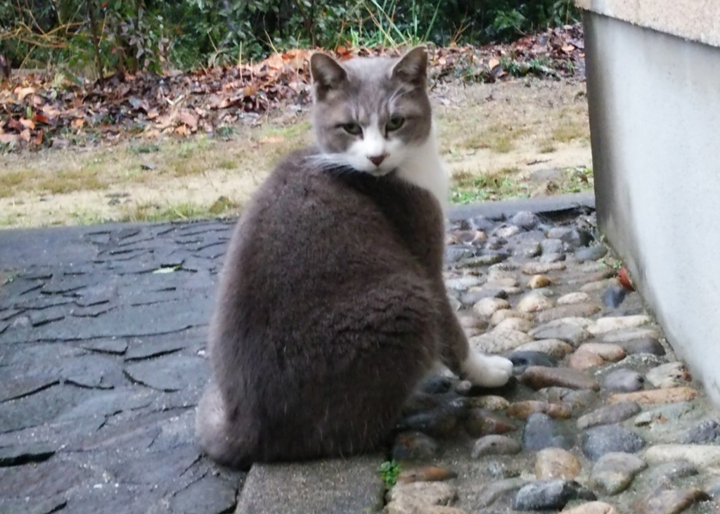 f:id:tarojiroko:20170205095552j:plain