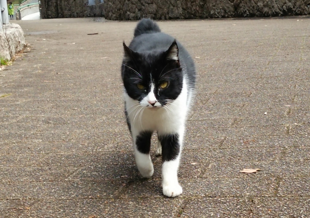 f:id:tarojiroko:20170209122654j:plain