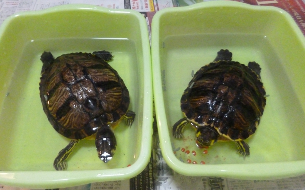f:id:tarojiroko:20170222064334j:plain f:id:tarojiroko:20170222064334j:plain