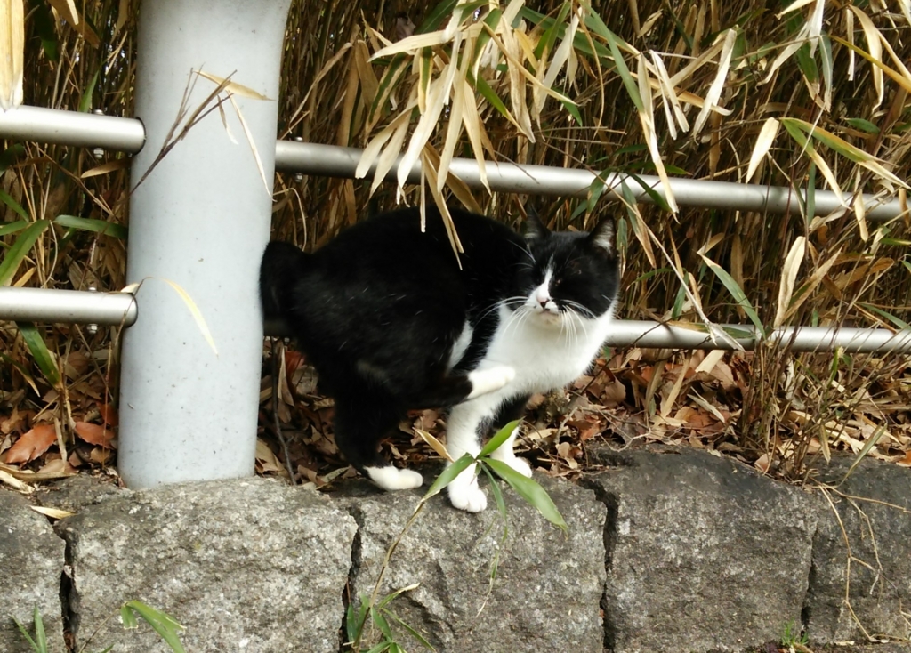 f:id:tarojiroko:20170224095625j:plain