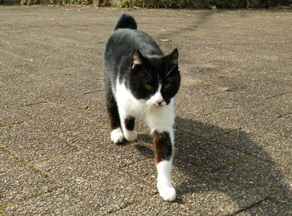 f:id:tarojiroko:20170316144449j:plain
