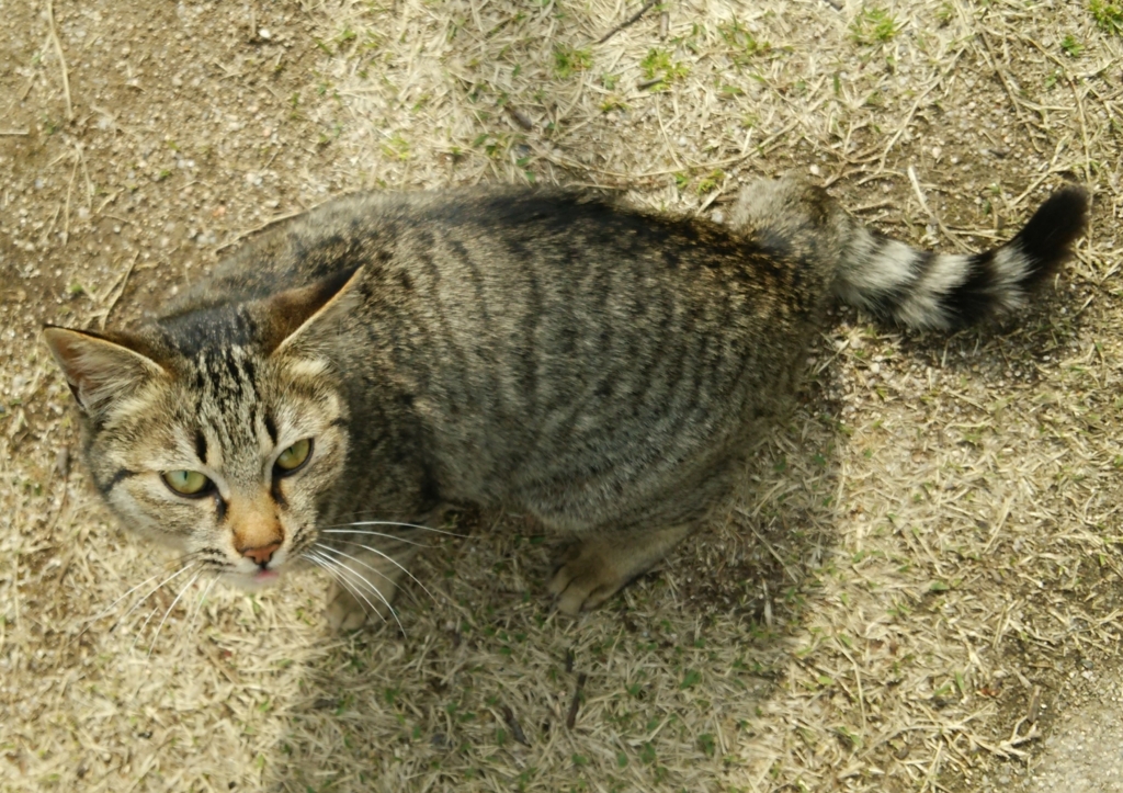 f:id:tarojiroko:20170322140913j:plain