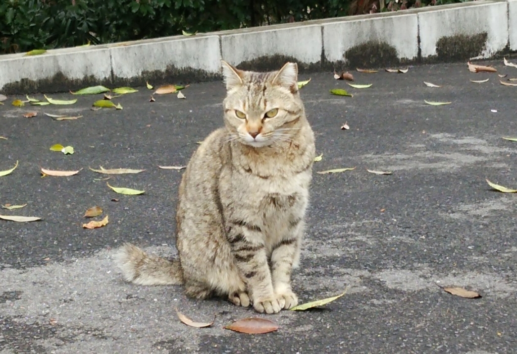 f:id:tarojiroko:20170409094227j:plain