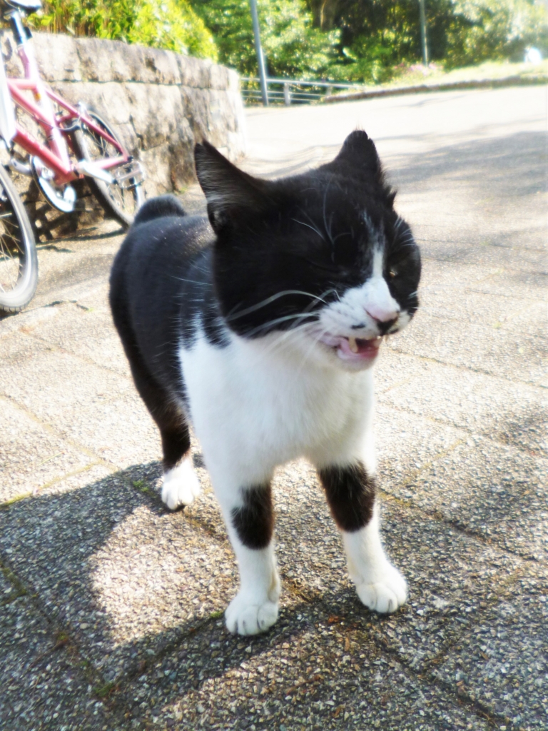 f:id:tarojiroko:20170428155837j:plain