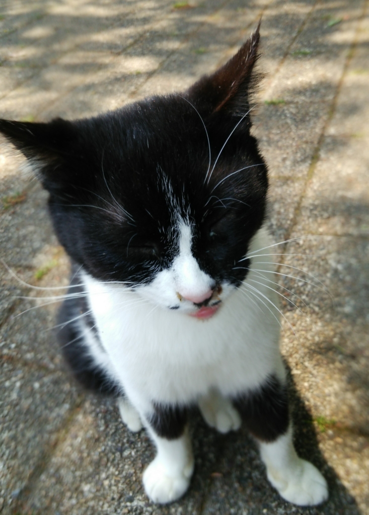 f:id:tarojiroko:20170501121904j:plain