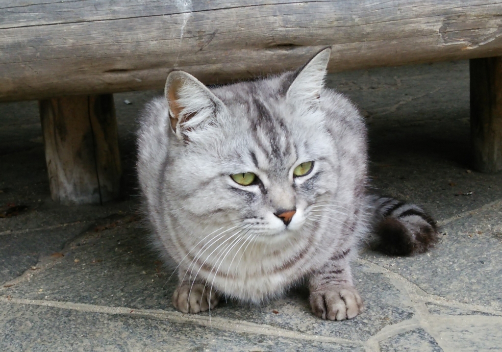 f:id:tarojiroko:20170510120936j:plain